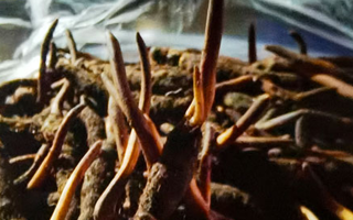 新鮮冬蟲(chóng)夏草保存全攻略：鎖住營(yíng)養(yǎng)，延長(zhǎng)鮮味