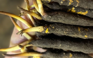 冬蟲(chóng)夏草泡水喝，一次泡幾根最合適？