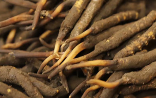 冬蟲夏草可以提高男性功能嗎？科學(xué)解析來了