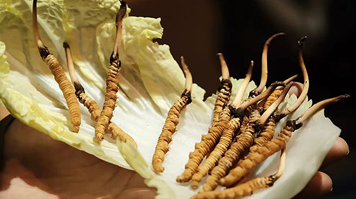 冬蟲夏草為何鮮的好？深度解析鮮蟲草的獨(dú)特優(yōu)勢