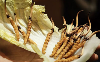 冬蟲夏草為何鮮的好？深度解析鮮蟲草的獨(dú)特優(yōu)勢