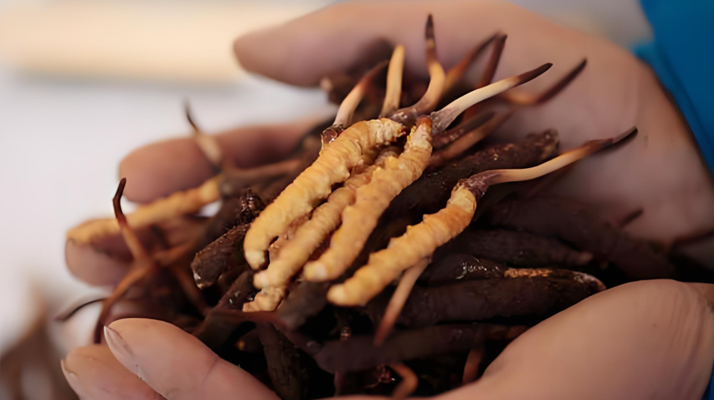 冬蟲夏草鮮草幾月份采挖？產(chǎn)地與時(shí)節(jié)的奧秘