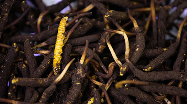 吃新鮮冬蟲夏草會過敏嗎？一文為你揭秘