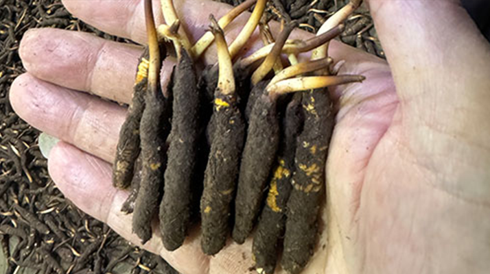 尋草之旅：踏上尋找<a href=http://www.aikitbox.com/xinxian/ target=_blank class=infotextkey>新<a href=http://www.aikitbox.com/xinxian/ target=_blank class=infotextkey>鮮冬蟲夏草</a></a>的征程