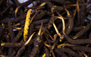 吃新鮮冬蟲夏草會過敏嗎？一文為你揭秘