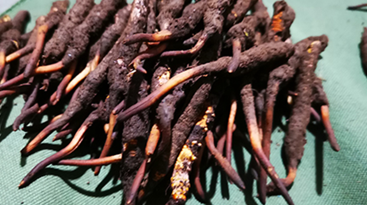 新鮮冬蟲夏草哪里買？全渠道選購指南