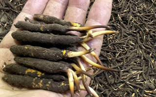 冬蟲夏草菇鮮能凍嗎？冷凍保存全解析