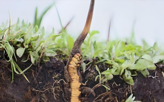 冬蟲夏草鮮草一天吃幾個？科學(xué)食用指南來了