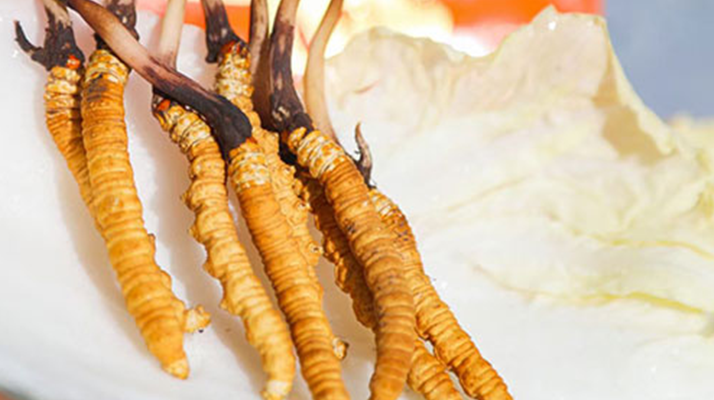 冬蟲(chóng)夏草鮮草一般哪里有？多渠道獲取指南