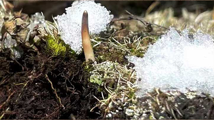 冰鮮的冬蟲夏草還能吃嗎？一文讀懂食用真相? ? ? ?