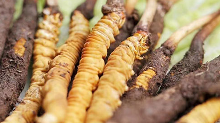 探秘冬蟲(chóng)夏草鮮草的優(yōu)質(zhì)產(chǎn)地：哪里的才是上佳之選