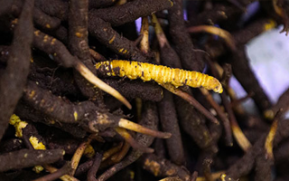 冬蟲夏草干品與鮮品價格解析：差異背后的市場密碼