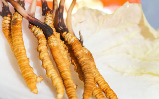 冬蟲(chóng)夏草鮮草一般哪里有？多渠道獲取指南