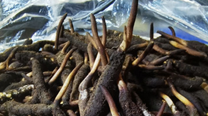 新鮮冬蟲夏草能放多久吃？一文掌握儲存與食用期限