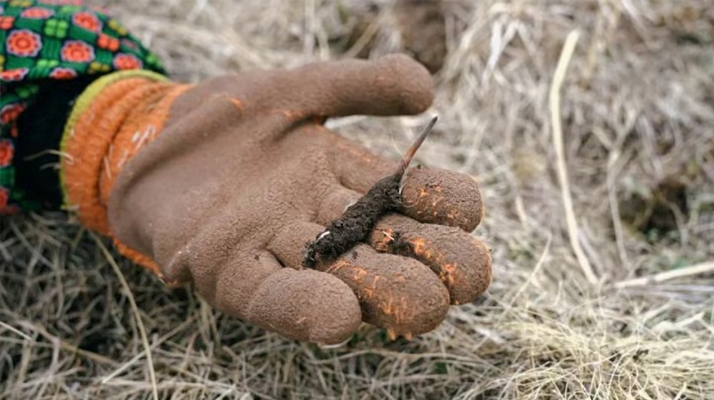 那曲鮮草上市時(shí)間揭秘