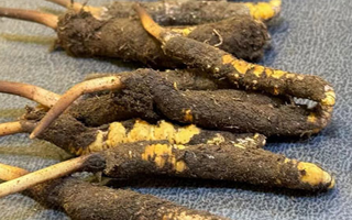 鮮冬蟲夏草的神奇功效與美味吃法