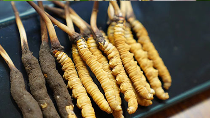 鮮冬蟲夏草什么季節(jié)最好？滋補時機大揭秘