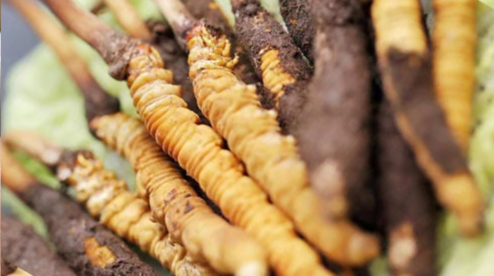 鮮冬蟲夏草哪個(gè)尺寸最好？一文讀懂，不再糾結(jié)