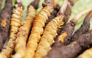 鮮冬蟲(chóng)夏草能存放多久？科學(xué)保存指南來(lái)了