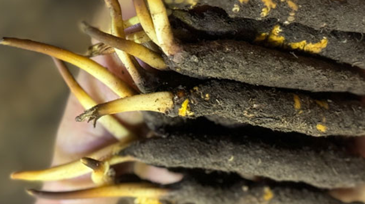 蟲草怎么存放比較好