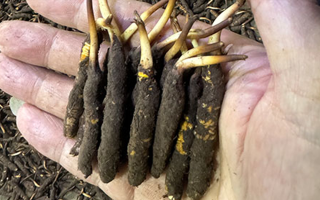 3000 條蟲草一克是幾只？深入解析蟲草規(guī)格與重量關系? ? ? ?