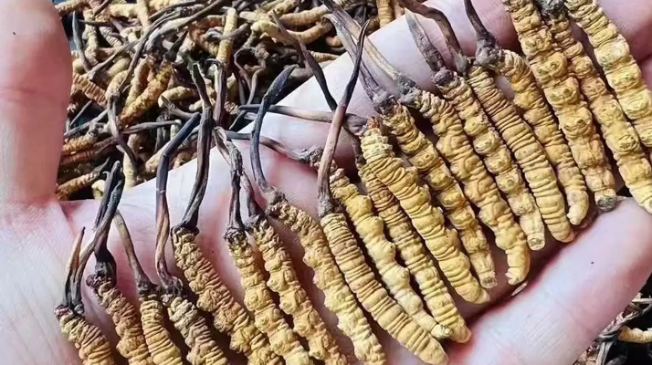 冬蟲(chóng)夏草怎么吃？最全食用指南與科學(xué)建議?