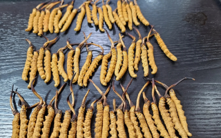 冬蟲夏草是如何形成的？揭秘"軟黃金"的誕生之謎?