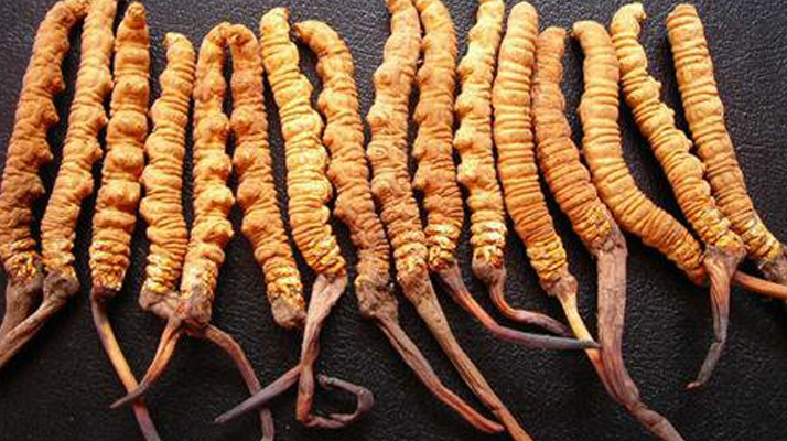 干<a href=http://www.aikitbox.com/jiage/ target=_blank class=infotextkey>冬蟲夏草多少錢</a>一斤？一文解析其價(jià)格密碼