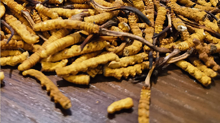 斷的冬蟲夏草有效果嗎？一文揭開真相