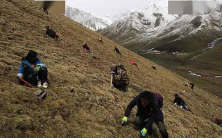 冬蟲夏草都是野生的嗎？探尋其生長的奧秘