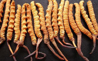干冬蟲夏草多少錢一斤？一文解析其價(jià)格密碼