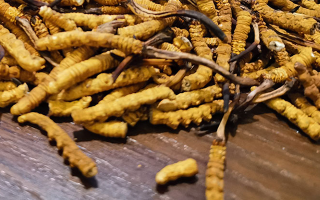 斷的冬蟲夏草有效果嗎？一文揭開真相