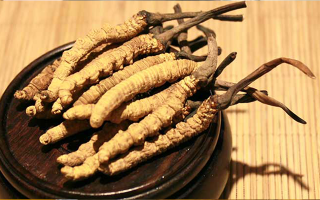 冬蟲(chóng)夏草的種植地點(diǎn)探秘