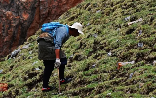 冬蟲夏草什么時候采挖？最佳采挖時節(jié)與科學依據(jù)