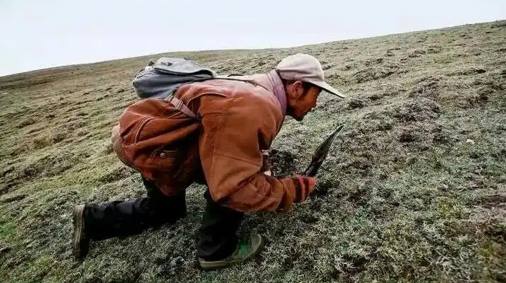 冬蟲夏草產(chǎn)地在哪里