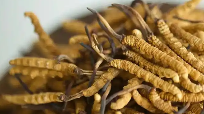 冬蟲(chóng)夏草特級(jí)多少錢(qián)一克？多因素交織下的價(jià)格探秘