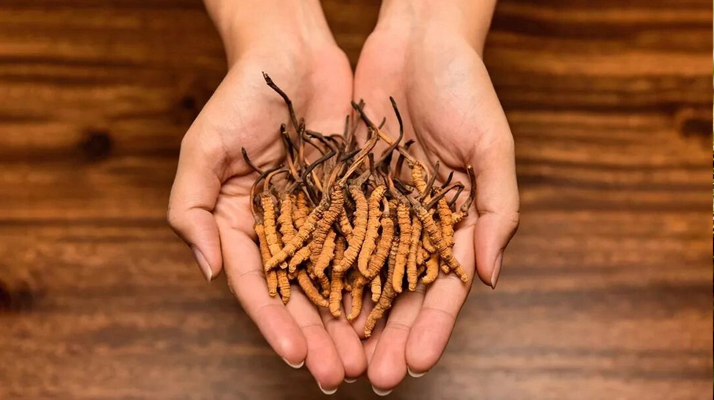 冬蟲夏草怎么食用效果好？掌握這些方法發(fā)揮最大功效