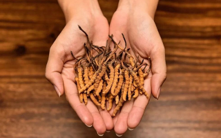 冬蟲(chóng)夏草怎么食用效果好？掌握這些方法發(fā)揮最大功效