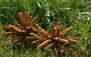 正宗冬蟲(chóng)夏草一斤多少錢(qián)？多因素交織下的價(jià)格解析