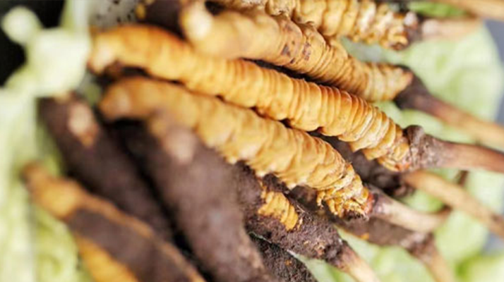 什么季節(jié)挖<a href=http://www.aikitbox.com/xinxian/ target=_blank class=infotextkey>新<a href=http://www.aikitbox.com/xinxian/ target=_blank class=infotextkey>鮮冬蟲夏草</a></a>？把握黃金采挖期