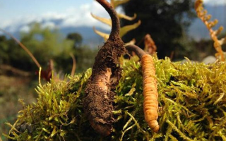 如何挑選新鮮冬蟲(chóng)夏草？掌握這幾個(gè)關(guān)鍵要點(diǎn)