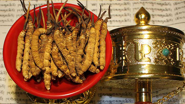 <a href=http://www.aikitbox.com/gongxiao/ target=_blank class=infotextkey><a href=http://www.aikitbox.com/gongxiao/ target=_blank class=infotextkey><a href=http://www.aikitbox.com/yangsheng/ target=_blank class=infotextkey>冬蟲夏草的功效</a></a></a>解析：傳統(tǒng)珍寶的現(xiàn)代價值