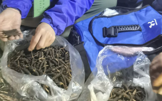 新鮮冬蟲(chóng)夏草的正確食用指南