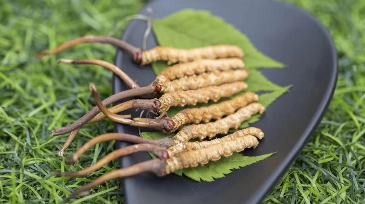 新鮮松茸冬蟲夏草怎么吃？滋補雙珍的美味搭配指南