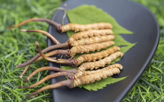 新鮮松茸冬蟲夏草怎么吃？滋補雙珍的美味搭配指南