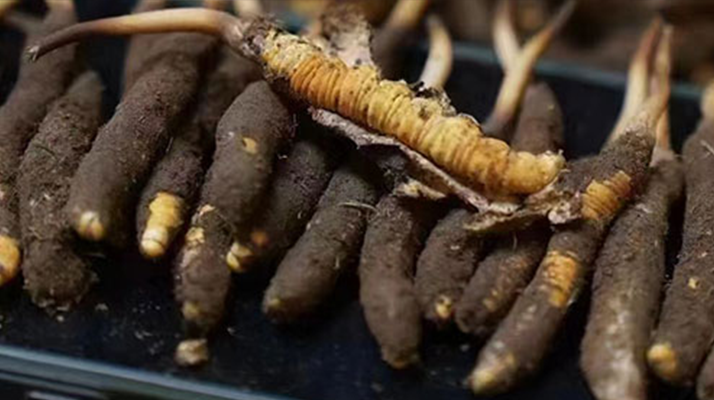 冬蟲(chóng)夏草適合哪些人群？精準(zhǔn)滋補(bǔ)指南