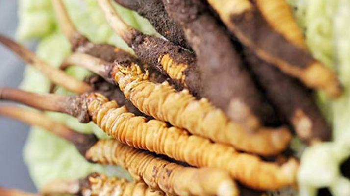 冬蟲(chóng)夏草適合產(chǎn)后婦女嗎？科學(xué)滋補(bǔ)與恢復(fù)指南