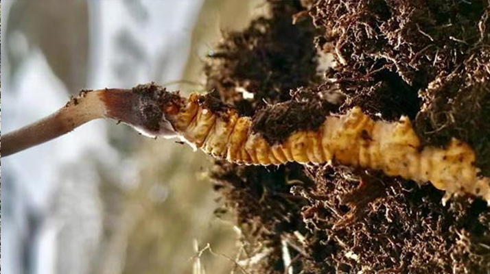 新鮮<a href=http://www.aikitbox.com/s/yscc/ target=_blank class=infotextkey>玉樹冬蟲夏草</a>的科學(xué)保存方法