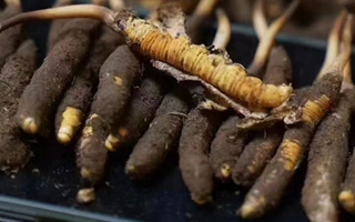 冬蟲(chóng)夏草適合哪些人群？精準(zhǔn)滋補(bǔ)指南