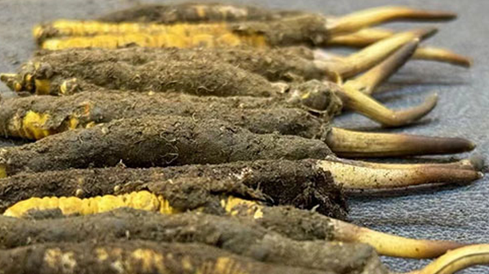 一根鮮<a href=http://www.aikitbox.com/jiage/ target=_blank class=infotextkey>冬蟲(chóng)夏草多少錢(qián)</a>？影響價(jià)格的核心因素解析